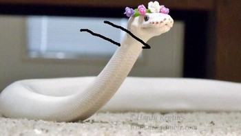 Hula-hula. (Foto: Boredpanda)