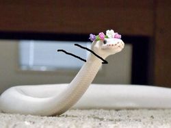 Heboh Ular Berkaki, Begini Gaya Lucu Jika Ular Punya Tangan