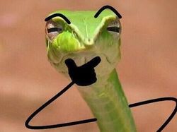 Heboh Ular Berkaki, Begini Gaya Lucu Jika Ular Punya Tangan