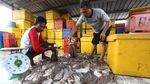 Tak Hanya Lobster, Simeulue Juga Penghasil Gurita