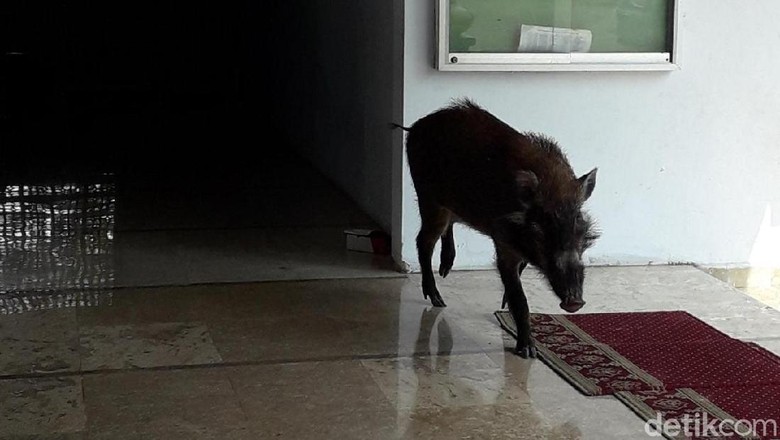 Babi Hutan Masuk Masjid, Ibu-ibu Pengajian Teriak dan Istigfar Babi Hutan Masuk Masjid, Ibu-ibu Pengajian Teriak dan Istigfar