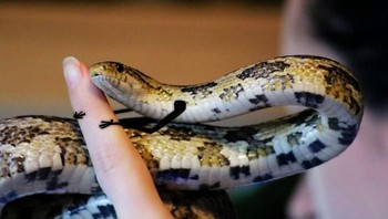 Pelukan ama jari manusia. (Foto: Boredpanda)