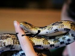 Heboh Ular Berkaki, Begini Gaya Lucu Jika Ular Punya Tangan