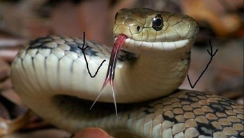 Saya tidak tahu, wee! (Foto: Boredpanda)