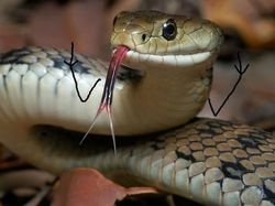 Heboh Ular Berkaki, Begini Gaya Lucu Jika Ular Punya Tangan