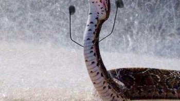 Aku kuat meski turun hujan deras. (Foto: Boredpanda)