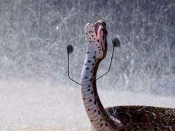 Heboh Ular Berkaki, Begini Gaya Lucu Jika Ular Punya Tangan