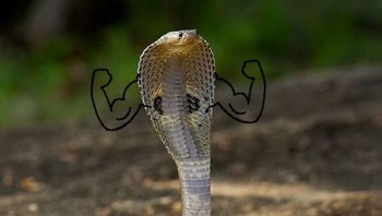Si ular memamerkan ototnya. (Foto: Boredpanda)