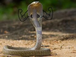 Heboh Ular Berkaki, Begini Gaya Lucu Jika Ular Punya Tangan