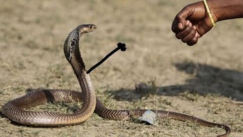 Mari kita tos. (Foto: Boredpanda)