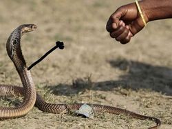 Heboh Ular Berkaki, Begini Gaya Lucu Jika Ular Punya Tangan