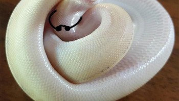 Wajah ular yang memerah. (Foto: Boredpanda)