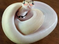 Heboh Ular Berkaki, Begini Gaya Lucu Jika Ular Punya Tangan