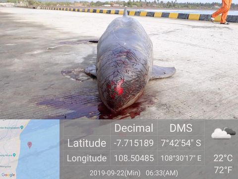 Kemarin Penyu, Kini Porpoise Mati Penuh Luka di Pangandaran