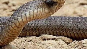 Aku terkejut. (Foto: Boredpanda)