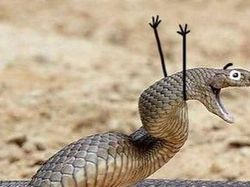 Heboh Ular Berkaki, Begini Gaya Lucu Jika Ular Punya Tangan