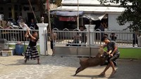 Babi hutan itu sempat menyerang warga yang akan menangkapnya.