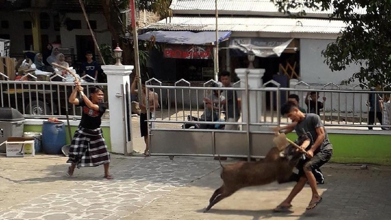 Heboh Babi Masuk Masjid: Ibu-ibu Teriak, Si Babi Mati Ditembak Heboh Babi Masuk Masjid: Ibu-ibu Teriak, Si Babi Mati Ditembak