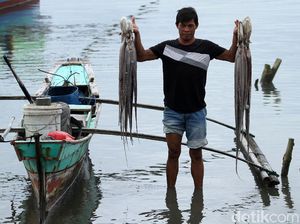Tak Hanya Lobster, Simeulue Juga Penghasil Gurita