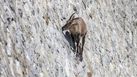 Ada yang spesial di bendungan Cingino yang berada di Provinsi Verbano-Cusio-Ossola, utara Italia. Terlihat banyak kambing yang mendaki tebing (iStock)