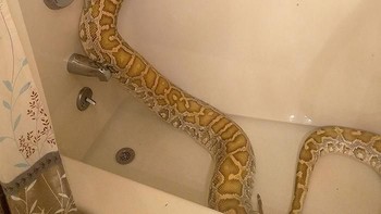 Ku ingin mandi dulu ah. (Foto: Boredpanda)