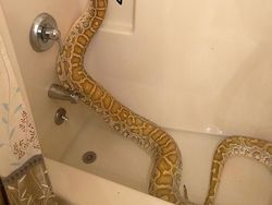 Heboh Ular Berkaki, Begini Gaya Lucu Jika Ular Punya Tangan