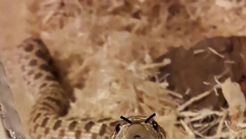 Ada apa di sana? (Foto: Boredpanda)