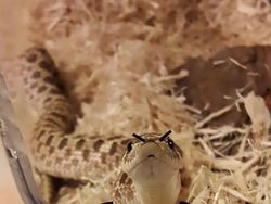 Heboh Ular Berkaki, Begini Gaya Lucu Jika Ular Punya Tangan