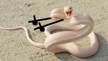 Ceria sekali ular ini. (Foto: Boredpanda)