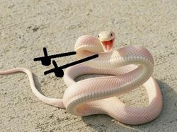 Heboh Ular Berkaki, Begini Gaya Lucu Jika Ular Punya Tangan