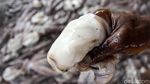 Tak Hanya Lobster, Simeulue Juga Penghasil Gurita