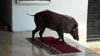 Seekor babi hutan itu masuk ke toilet dan ruang salat.