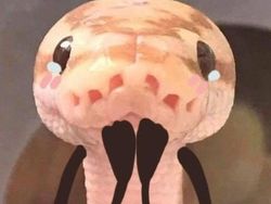 Heboh Ular Berkaki, Begini Gaya Lucu Jika Ular Punya Tangan