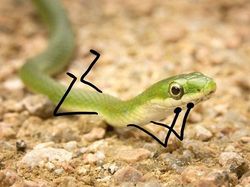 Heboh Ular Berkaki, Begini Gaya Lucu Jika Ular Punya Tangan