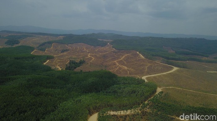 Hutan Akasia milik Sukanto Tanoto
