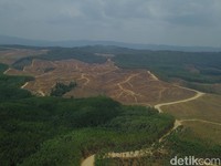 Konsekuensi Tanoto Pegang Lahan Konsesi, Bisa Ditarik Kapan Saja