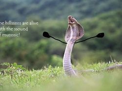 Heboh Ular Berkaki, Begini Gaya Lucu Jika Ular Punya Tangan