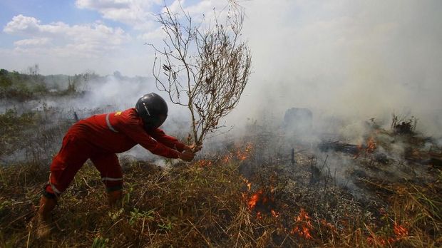 Petugas Brigdakarhutla Dinas Kehutanan berupaya memadamkan kebakaran lahan gambut di Ray enam Desa Sungai Batang, Kabupaten Banjar, Kalimantan Selatan, Rabu (28/8/2019).Berdasarkan data Badan Nasional Penanggulangan Bencana (BNPB) pusat pada selasa (27/8/2019) terpantau 358 titik panas di Indonesia. ANTARA FOTO/Bayu Pratama S/hp.