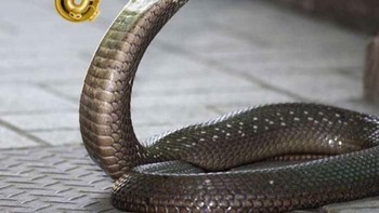 Ular yang punya profesi musisi. (Foto: Boredpanda)