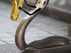 Heboh Ular Berkaki, Begini Gaya Lucu Jika Ular Punya Tangan