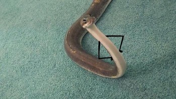 Kamu menantang saya? (Foto: Boredpanda)