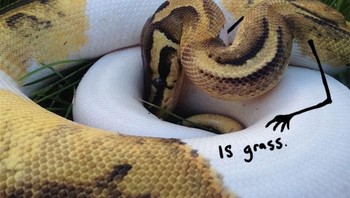 Rumput tempat tidur ternyaman. (Foto: Boredpanda))