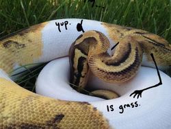 Heboh Ular Berkaki, Begini Gaya Lucu Jika Ular Punya Tangan