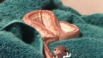 Mager mau mandi. (Foto: Boredpanda)