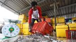 Tak Hanya Lobster, Simeulue Juga Penghasil Gurita