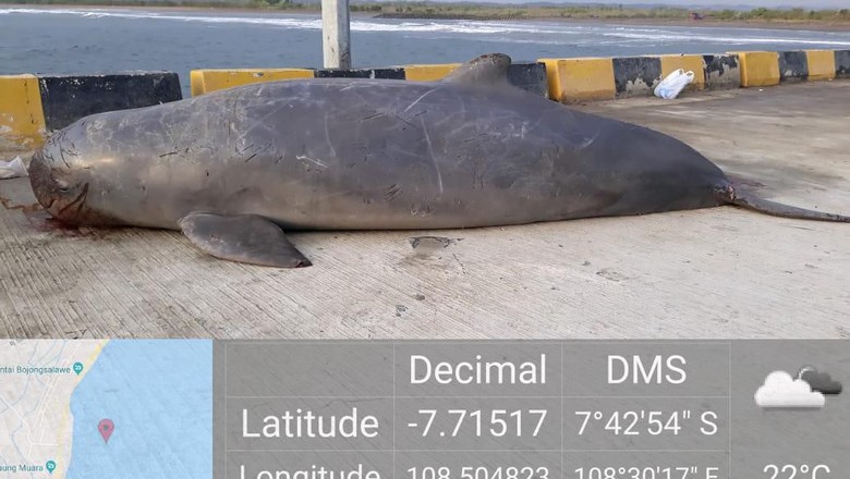 Kemarin Penyu, Kini Porpoise Mati Penuh Luka di Pangandaran Kemarin Penyu, Kini Porpoise Mati Penuh Luka di Pangandaran