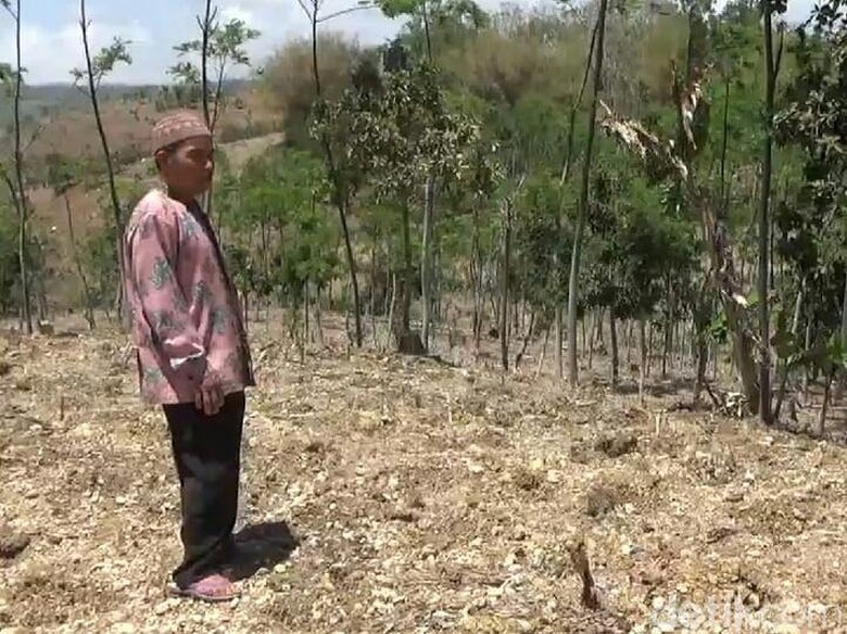 Ini Kata Wagub Emil Soal Pemblokiran Pupuk Subsidi di Tulungagung Ini Kata Wagub Emil Soal Pemblokiran Pupuk Subsidi di Tulungagung