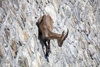 Kambing-kambing yang Hebat Panjat Tebingnya