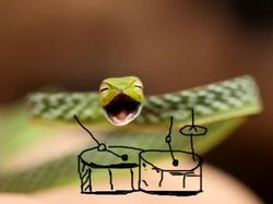 Heboh Ular Berkaki, Begini Gaya Lucu Jika Ular Punya Tangan