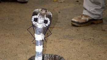 Gaya tolak pinggang si ular. (Foto: Boredpanda)